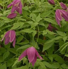 Pépinières Français PF_Clématite72 Clématite des Alpes 'Ruby' - clematis alpina