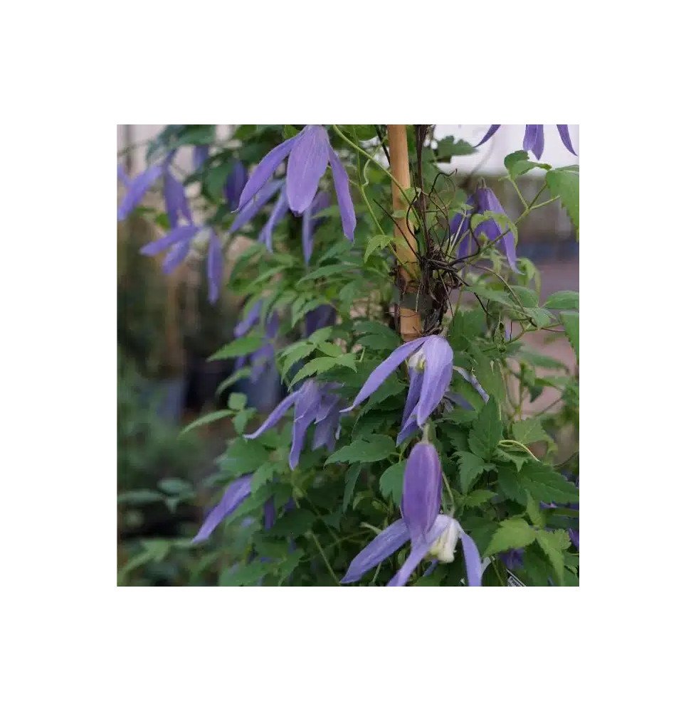 Pépinières Français PF_Clématite564 Clématite des Alpes - clematis alpina