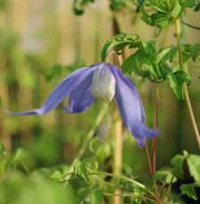 Pépinières Français PF_Clématite564 Clématite des Alpes - clematis alpina