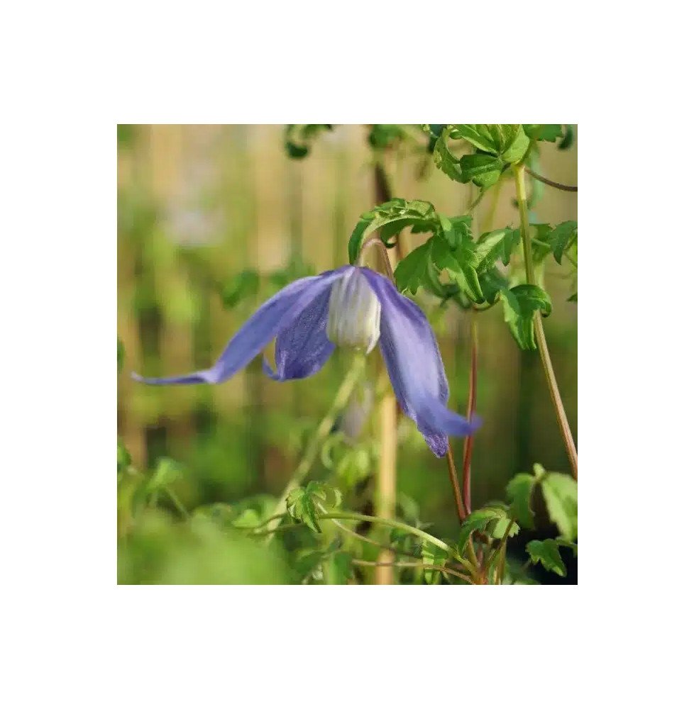 Pépinières Français PF_Clématite564 Clématite des Alpes - clematis alpina