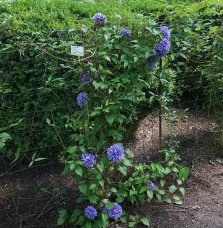 Pépinières Français PF_Clématite361 Clématite Diamantina™ regal® evipo039(n) - Clematis