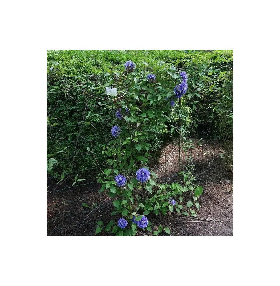 Pépinières Français PF_Clématite361 Clématite Diamantina™ regal® evipo039(n) - Clematis