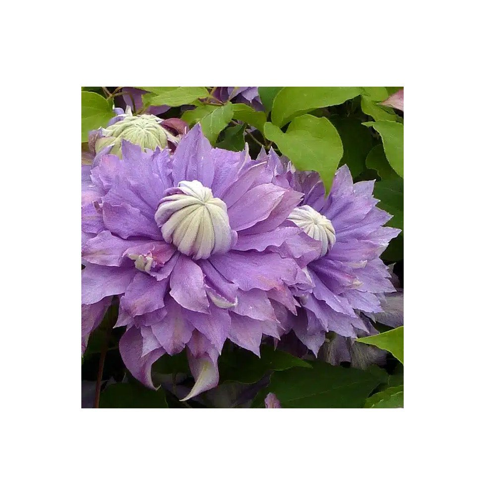 Pépinières Français PF_Clématite361 Clématite Diamantina™ regal® evipo039(n) - Clematis