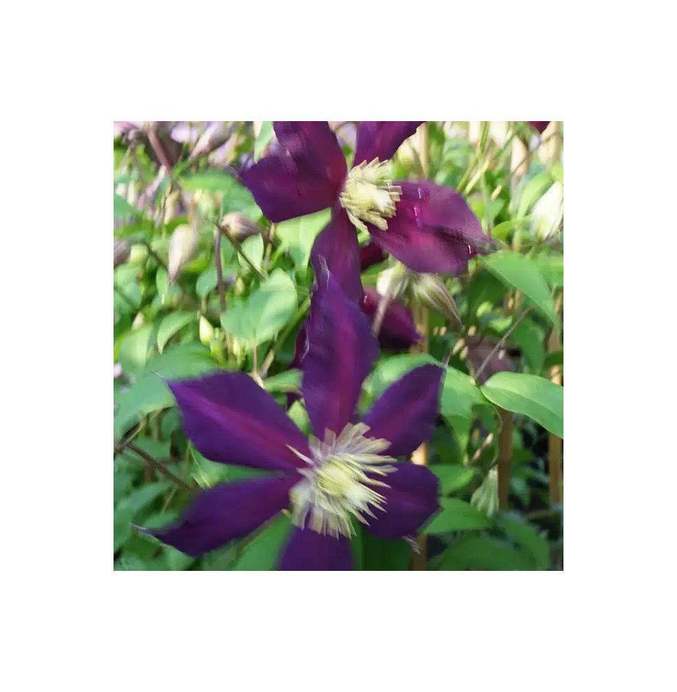 Pépinières Français PF_Clématite34 Clématite italienne 'Mikelite' - clematis viticella