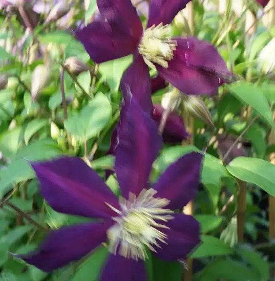Pépinières Français PF_Clématite34 Clématite italienne 'Mikelite' - clematis viticella