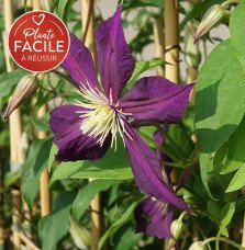 Pépinières Français PF_Clématite34 Clématite italienne 'Mikelite' - clematis viticella