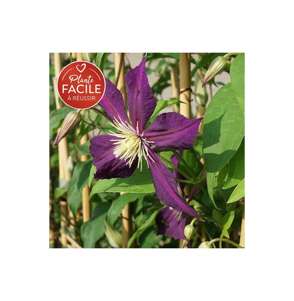 Pépinières Français PF_Clématite34 Clématite italienne 'Mikelite' - clematis viticella