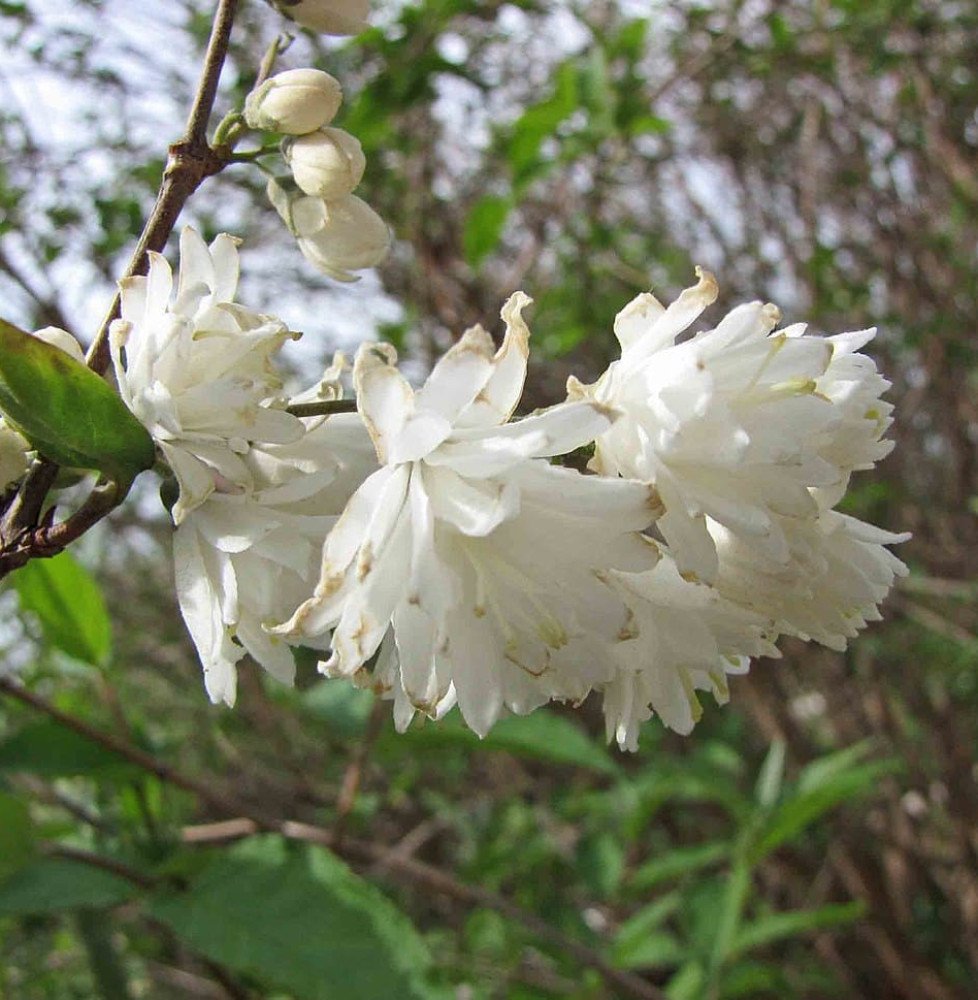 Pépinières Français PF_Deutzia-x7 Deutzia x magnifica / Deutzia x magnifica