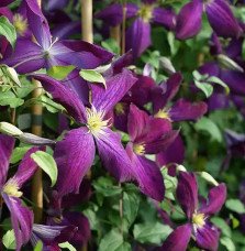 Pépinières Français PF_Clématite944 Clématite Purpurea® 'Zojapur' - clematis jackmanii