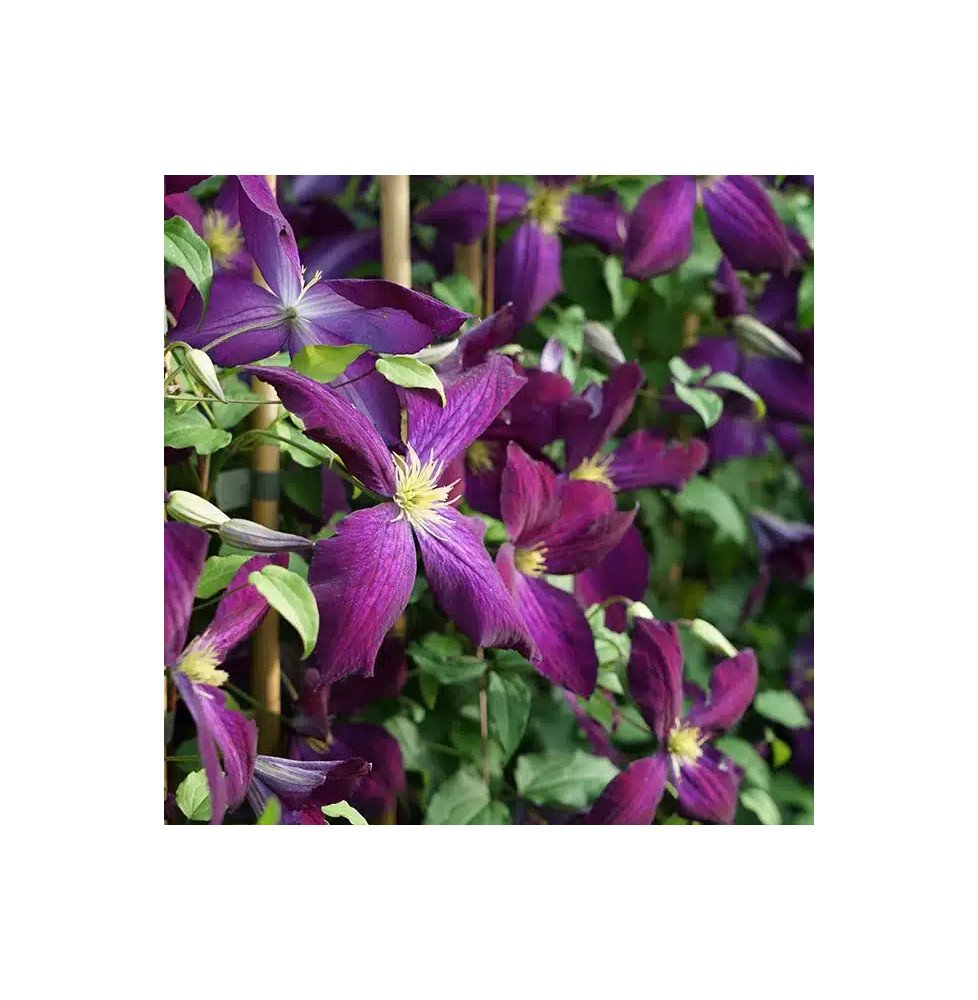 Pépinières Français PF_Clématite944 Clématite Purpurea® 'Zojapur' - clematis jackmanii