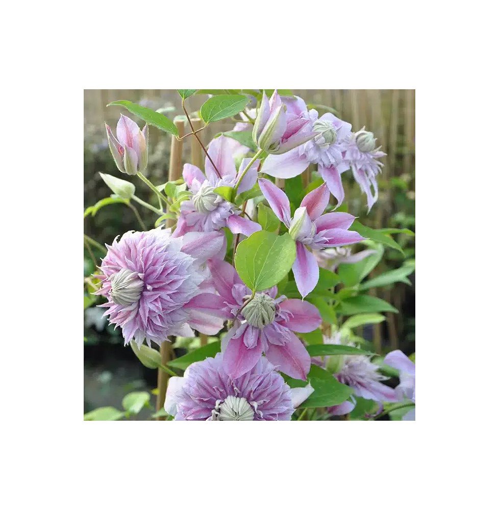Pépinières Français PF_Clématite265 Clématite Regal® 'Josephine' ('Evijohill') - clematis
