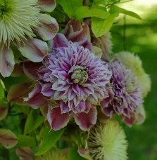 Pépinières Français PF_Clématite265 Clématite Regal® 'Josephine' ('Evijohill') - clematis