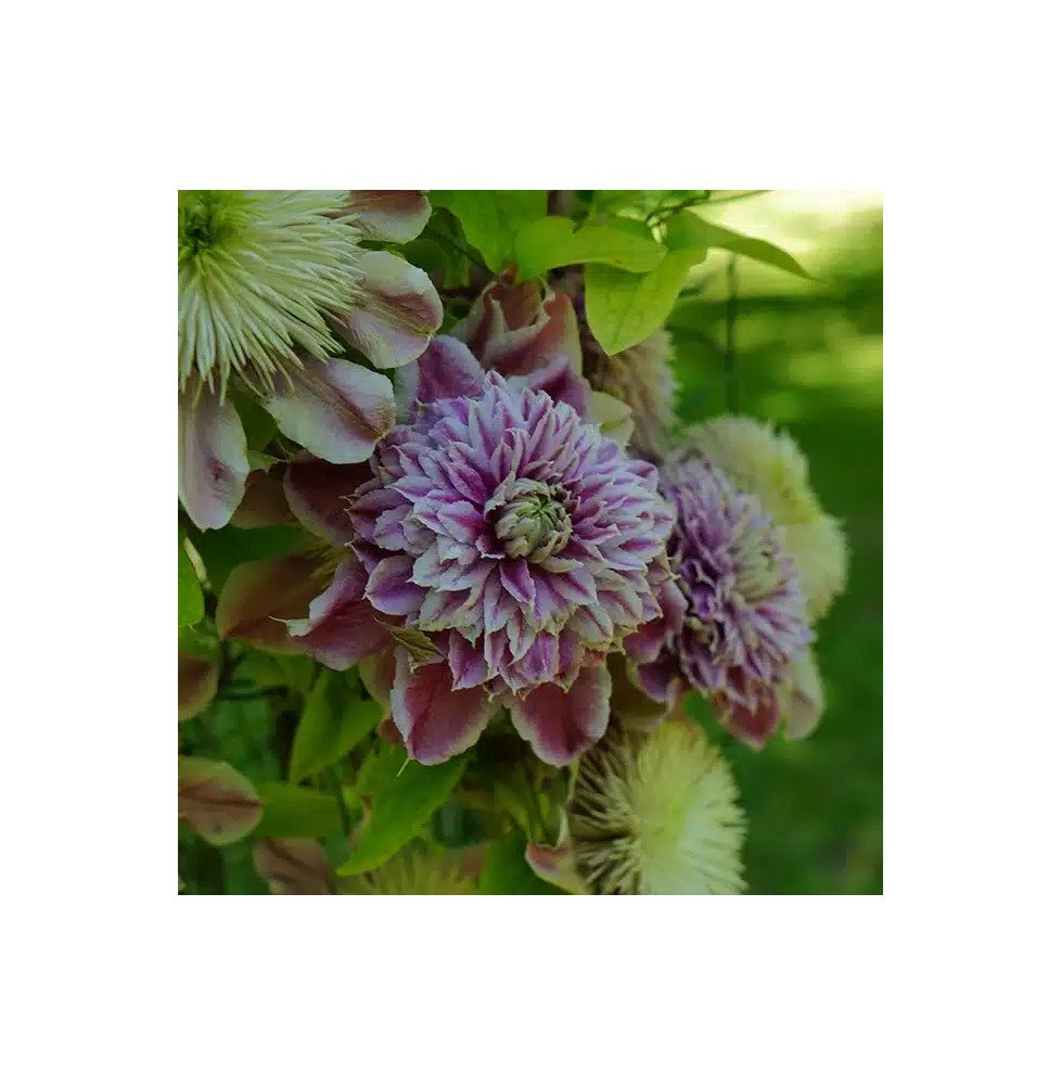 Pépinières Français PF_Clématite265 Clématite Regal® 'Josephine' ('Evijohill') - clematis
