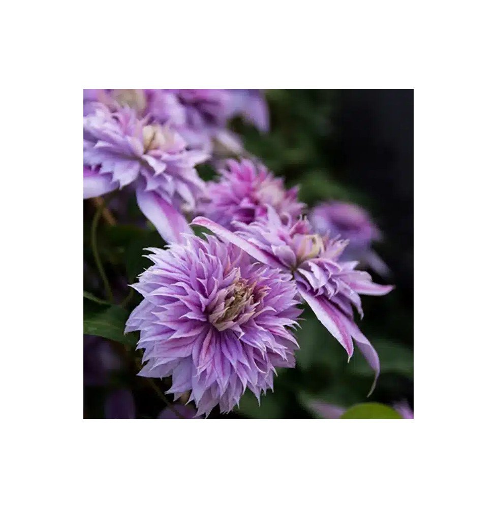 Pépinières Français PF_Clématite265 Clématite Regal® 'Josephine' ('Evijohill') - clematis