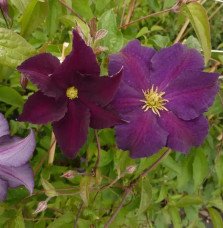 Pépinières Français PF_Clématite87 Clématite Viola - Clematis viticella