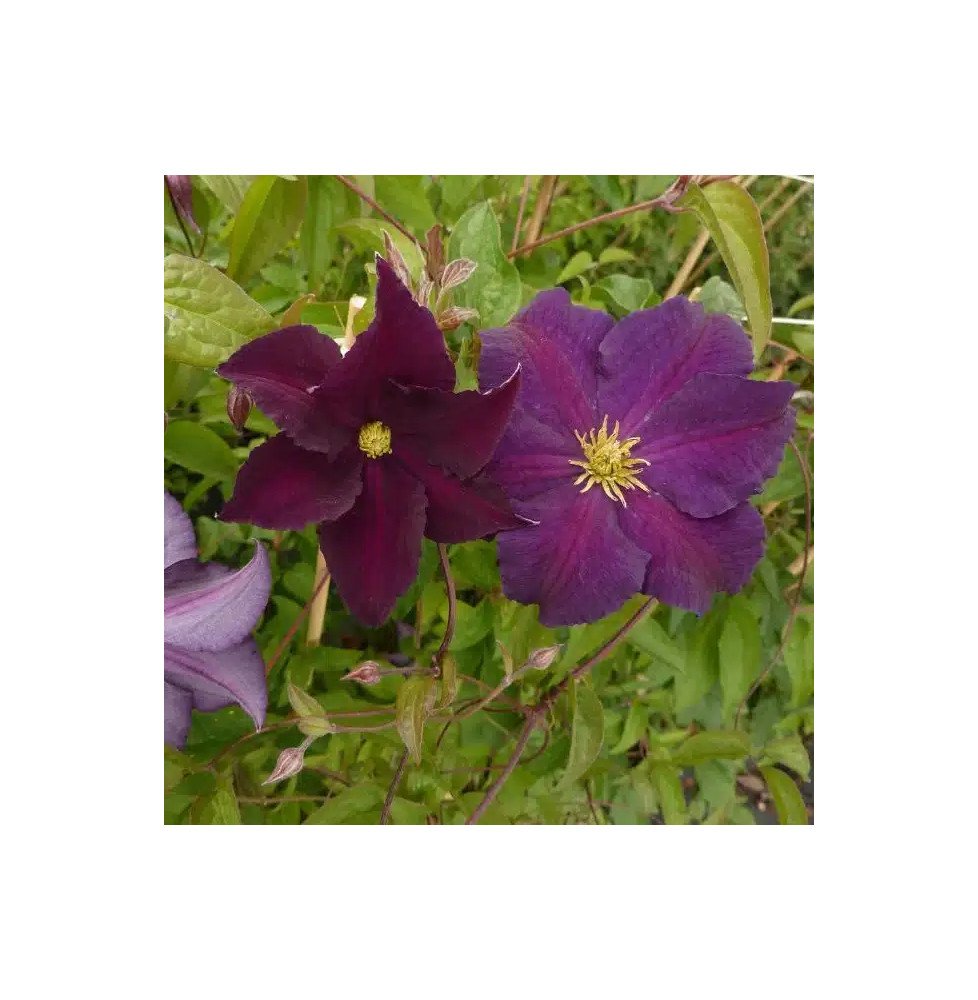 Pépinières Français PF_Clématite87 Clématite Viola - Clematis viticella