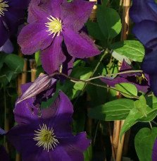 Pépinières Français PF_Clématite87 Clématite Viola - Clematis viticella