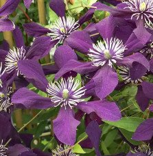 Pépinières Français PF_Clématite71 Clématite viticella "Panther" - Clematis viticella