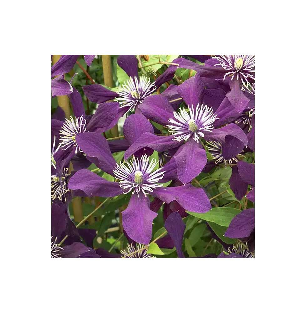 Pépinières Français PF_Clématite71 Clématite viticella "Panther" - Clematis viticella