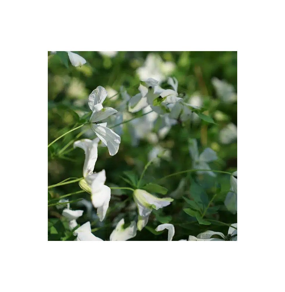 Pépinières Français PF_Clématite39 Clématite ‘Alba Luxurians’ - clematis viticella