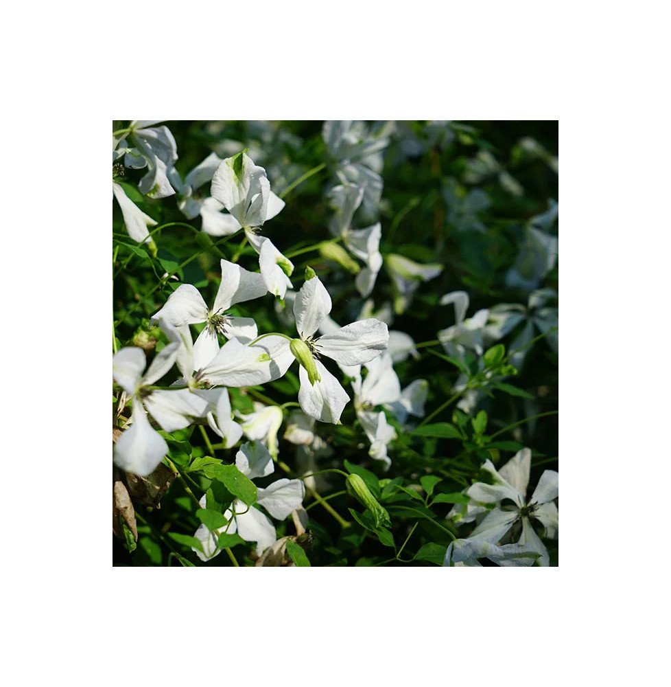 Pépinières Français PF_Clématite39 Clématite ‘Alba Luxurians’ - clematis viticella