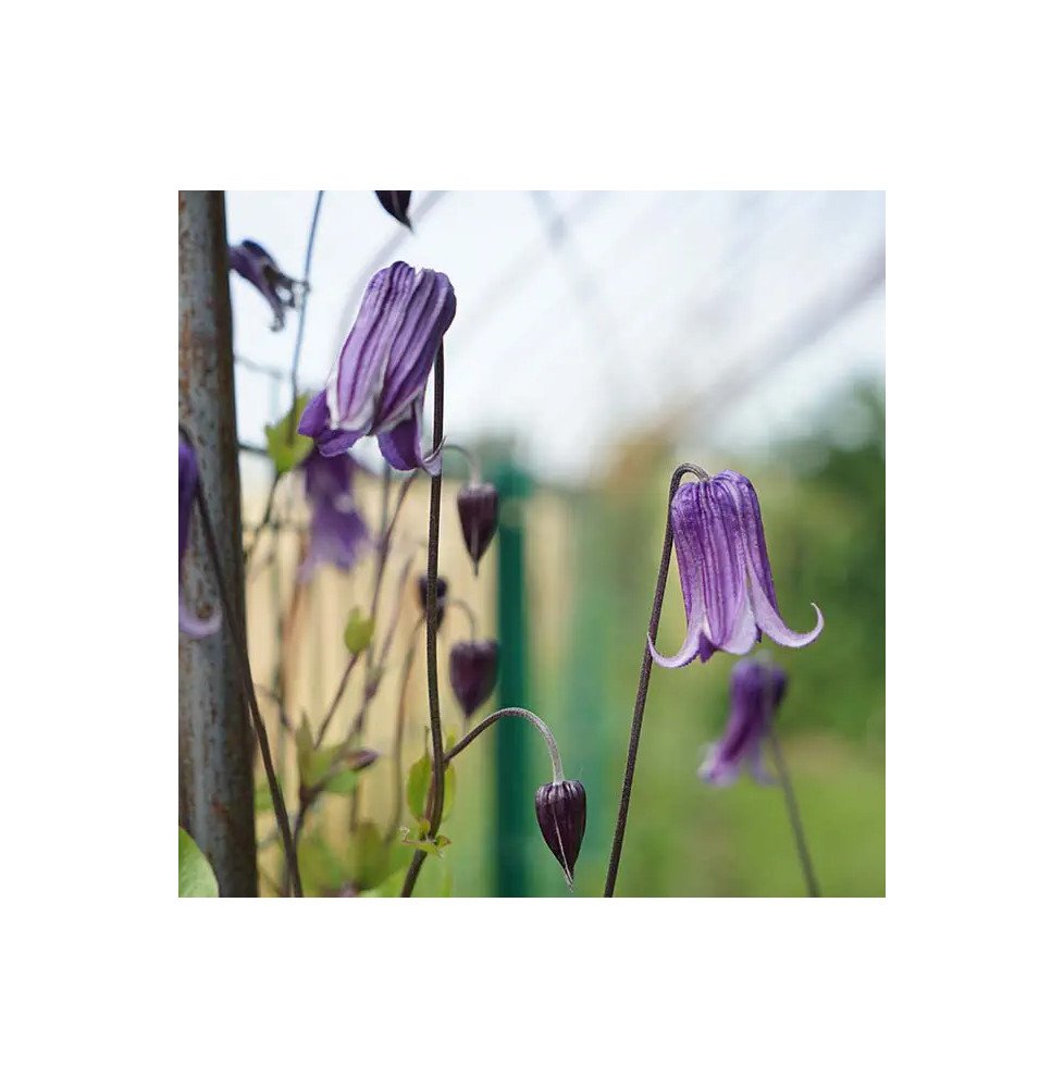 Pépinières Français PF_Clématite59 Clématite ‘Rooguchi’ - clematis integrifolia