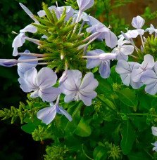 Pépinières Français PF_Dentelaire Dentelaire du Cap - plumbago capensis