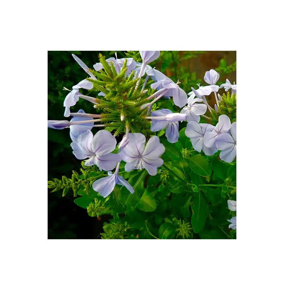 Pépinières Français PF_Dentelaire Dentelaire du Cap - plumbago capensis