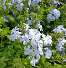 Pépinières Français PF_Dentelaire Dentelaire du Cap - plumbago capensis
