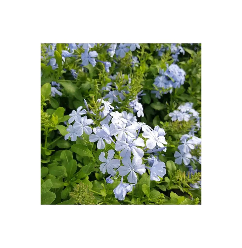 Pépinières Français PF_Dentelaire Dentelaire du Cap - plumbago capensis