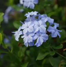 Pépinières Français PF_Dentelaire Dentelaire du Cap - plumbago capensis
