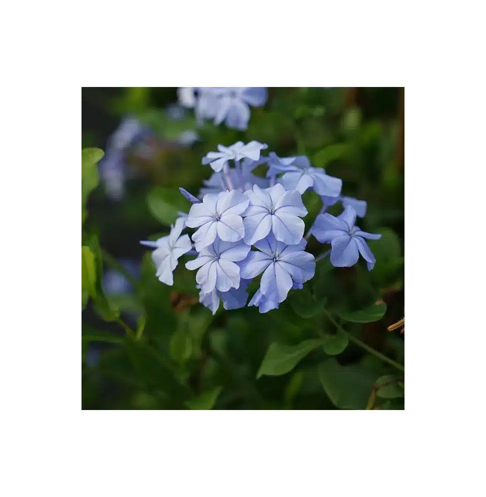 Pépinières Français PF_Dentelaire Dentelaire du Cap - plumbago capensis