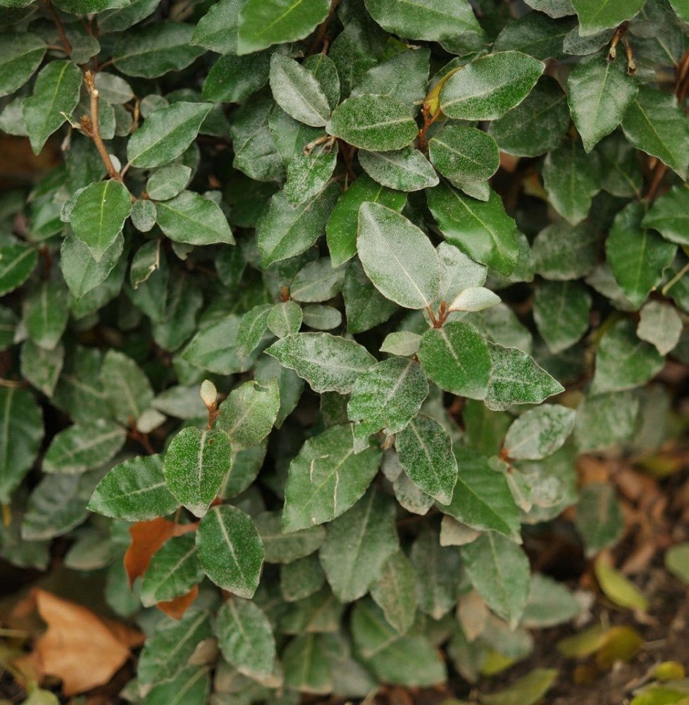 Pépinières Français PF_Elaeagnus Elaeagnus ebbingei / Chalef