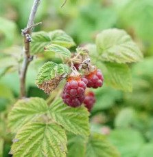 Pépinières Français PF_Framboisie93 Framboisier non remontant 'Malling Promise' - rubus idaeus