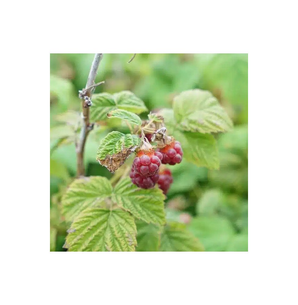 Pépinières Français PF_Framboisie93 Framboisier non remontant 'Malling Promise' - rubus idaeus