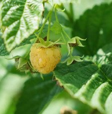 Pépinières Français PF_Framboisie6 Framboisier remontant 'Fall Gold' - rubus idaeus