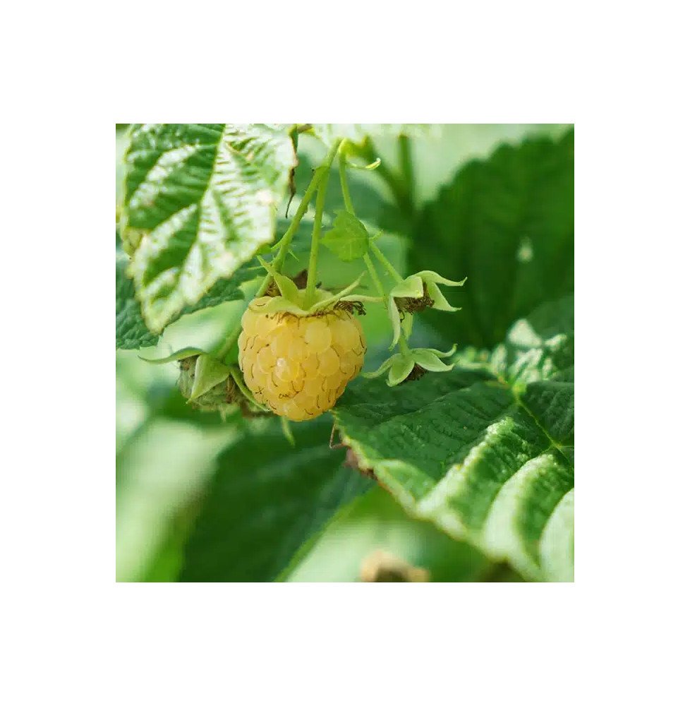 Pépinières Français PF_Framboisie6 Framboisier remontant 'Fall Gold' - rubus idaeus