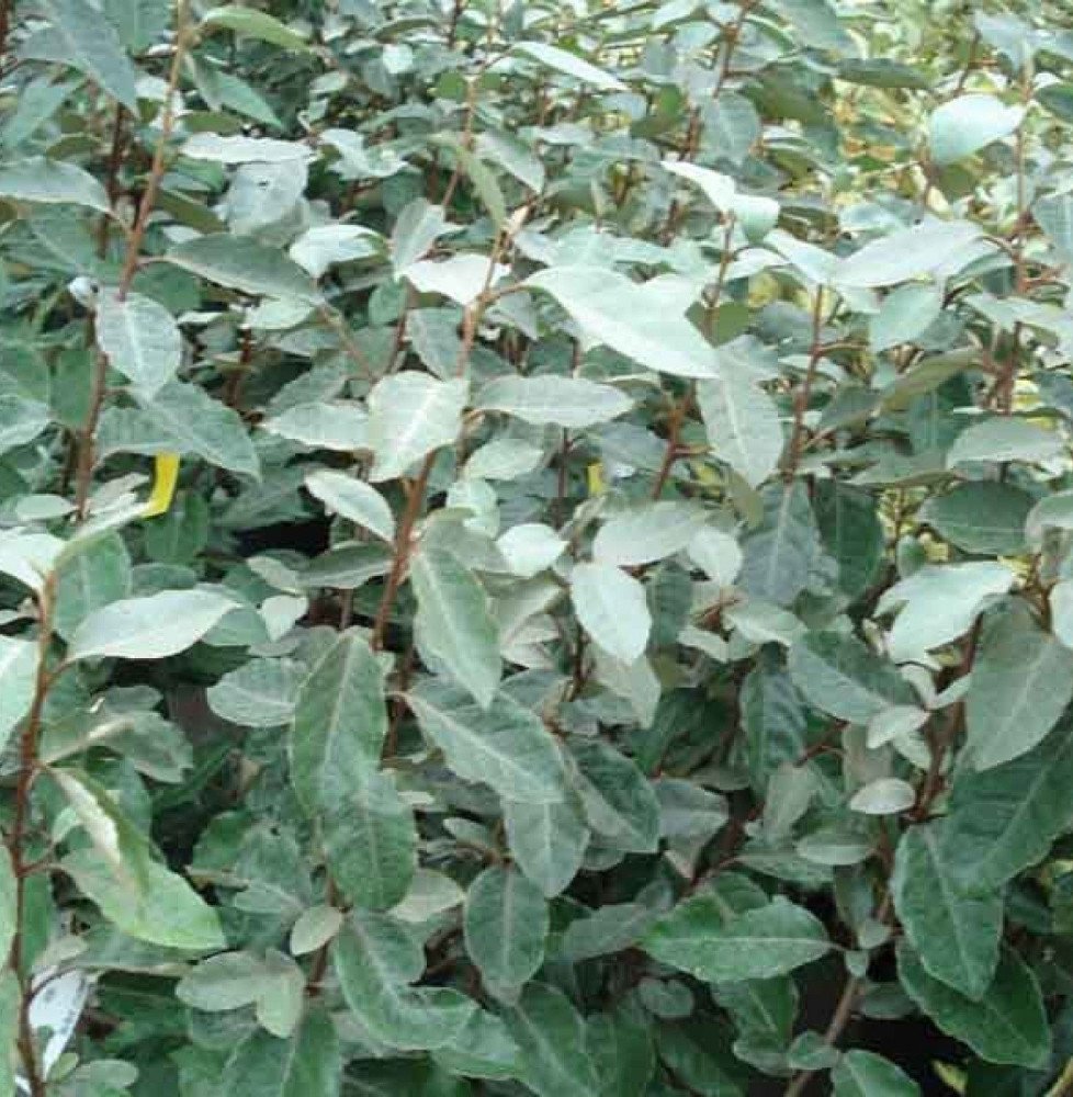 Pépinières Français PF_Elaeagnus Elaeagnus ebbingei / Chalef