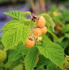 Pépinières Français PF_Framboisie6 Framboisier remontant 'Fall Gold' - rubus idaeus