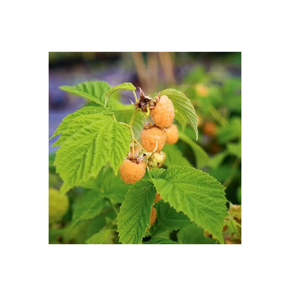 Pépinières Français PF_Framboisie6 Framboisier remontant 'Fall Gold' - rubus idaeus