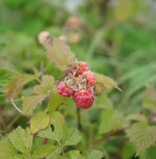 Pépinières Français PF_Framboisie8 Framboisier remontant 'Versailles' - rubus idaeus