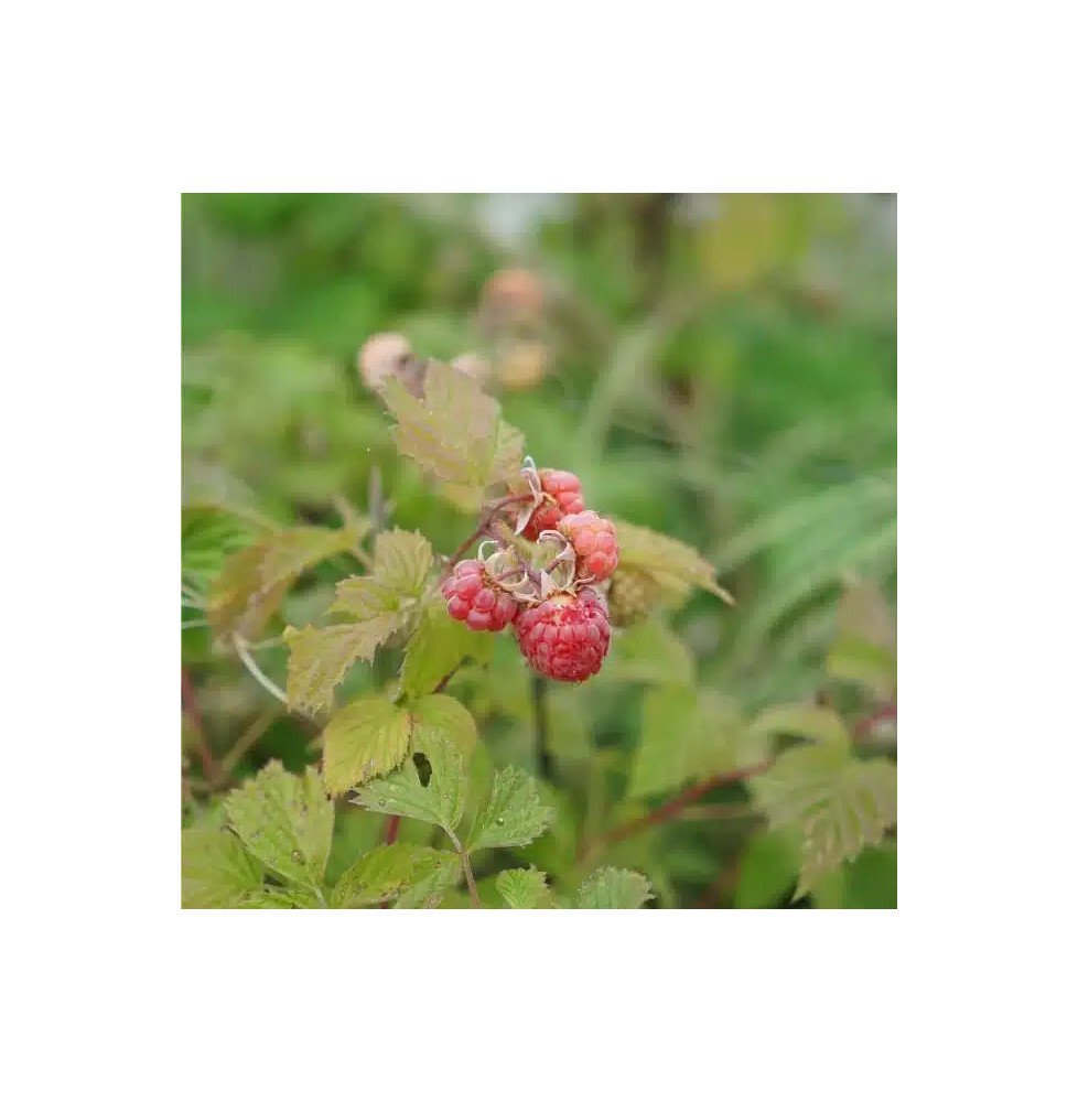 Pépinières Français PF_Framboisie8 Framboisier remontant 'Versailles' - rubus idaeus