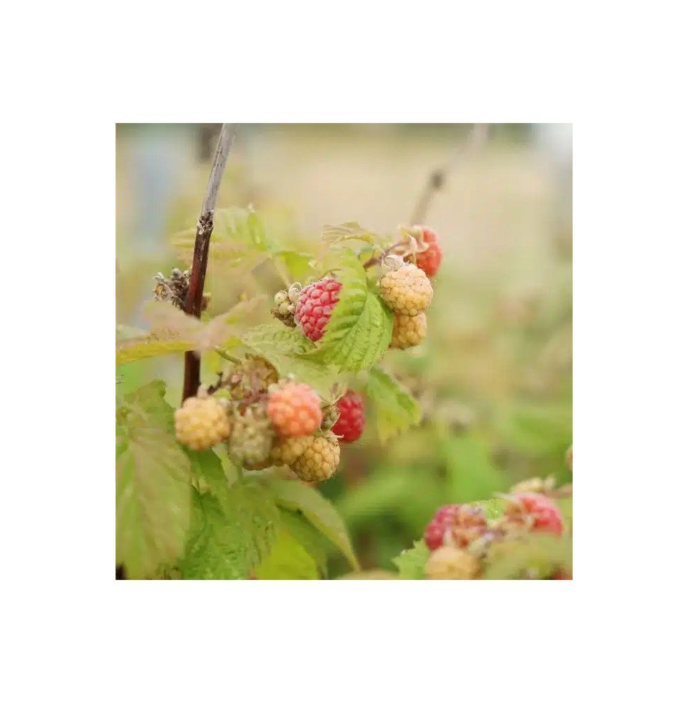 Pépinières Français PF_Framboisie8 Framboisier remontant 'Versailles' - rubus idaeus