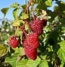 Pépinières Français PF_Framboisie0 Framboisier remontant 'Zeva' - rubus idaeus