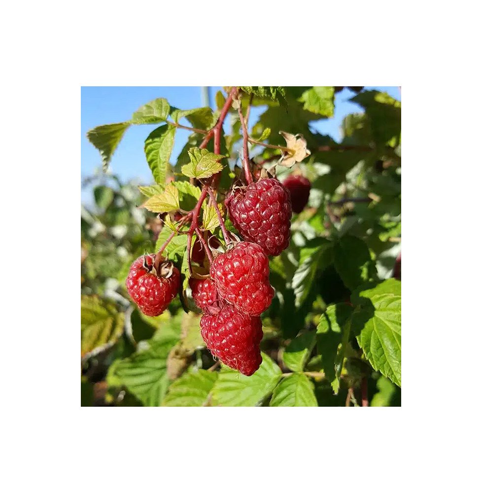 Pépinières Français PF_Framboisie0 Framboisier remontant 'Zeva' - rubus idaeus