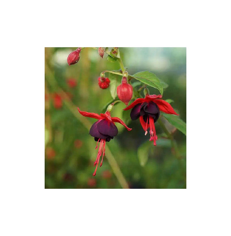 Pépinières Français PF_Fuchsia-La Fuchsia 'Lady Boothby®'