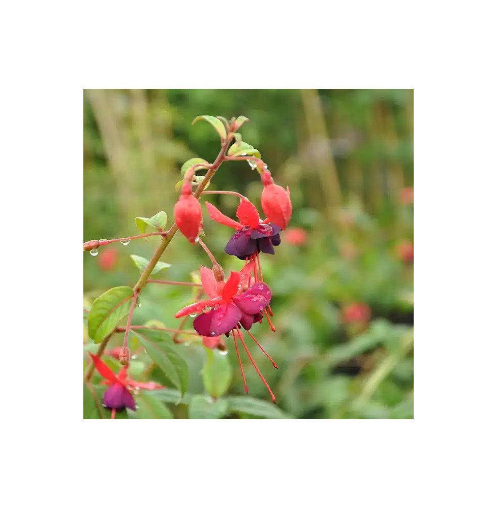 Pépinières Français PF_Fuchsia-La Fuchsia 'Lady Boothby®'