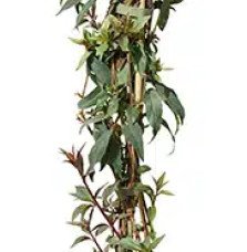 Pépinières Français PF_Fuchsia-Ro Fuchsia Royal comestible 'Reitzii' - fuchsia regia