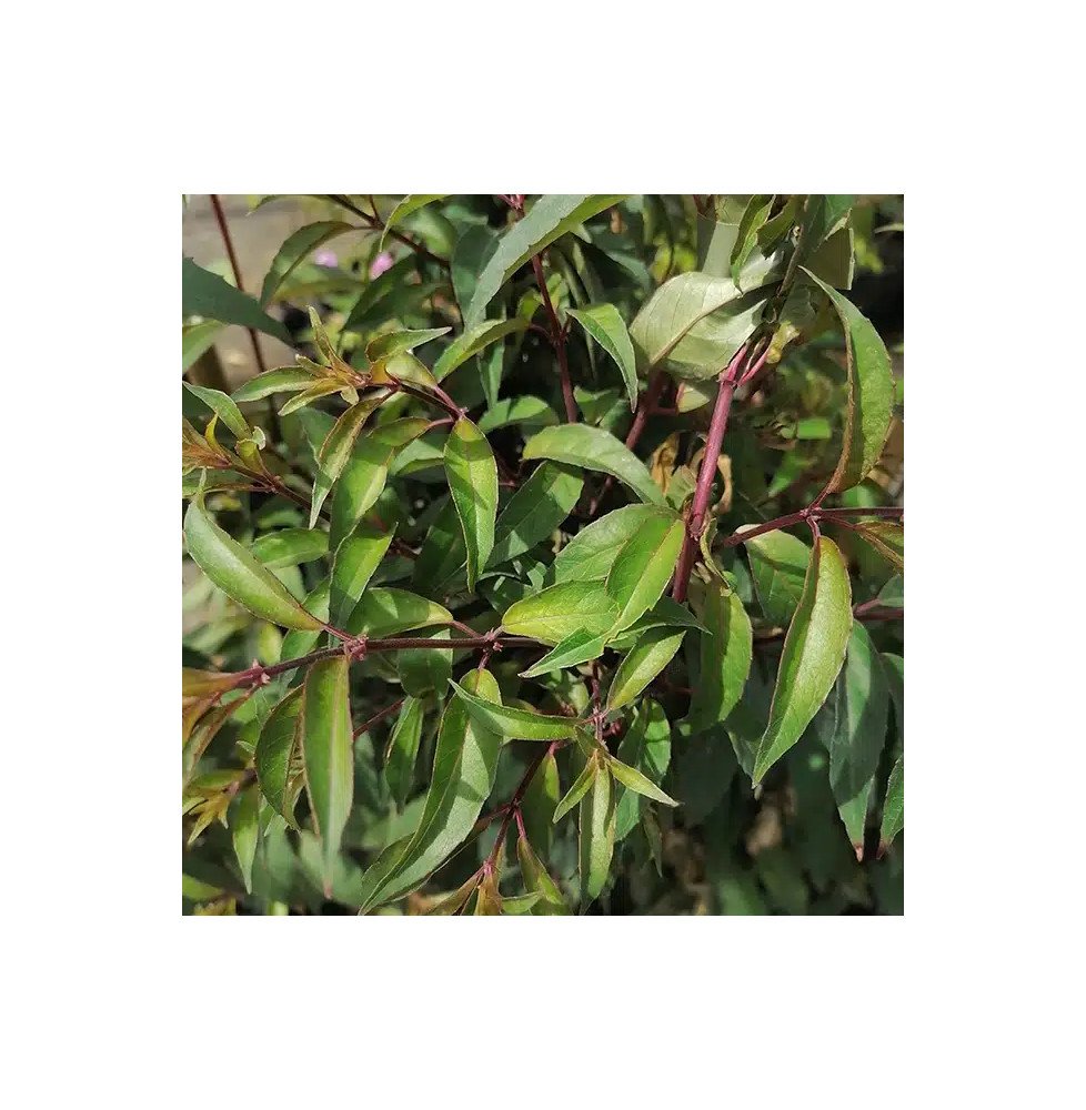 Pépinières Français PF_Fuchsia-Ro Fuchsia Royal comestible 'Reitzii' - fuchsia regia