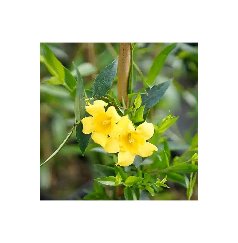 Pépinières Français PF_Gelsemium Gelsemium sempervirens - Jasmin de Caroline